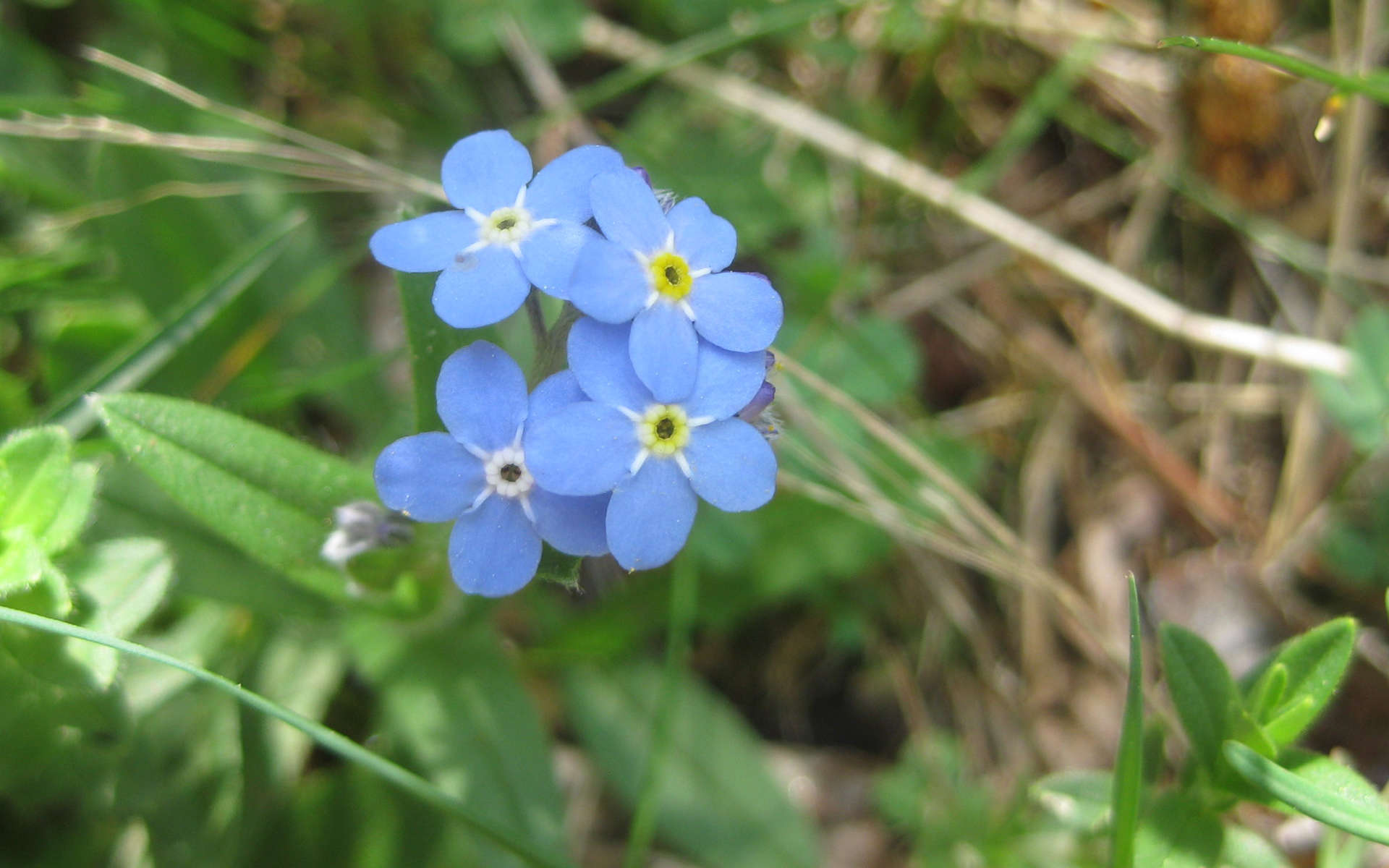 Myosotis des Alpes (Crédits: carmona rodriguez.cc - Flickr)