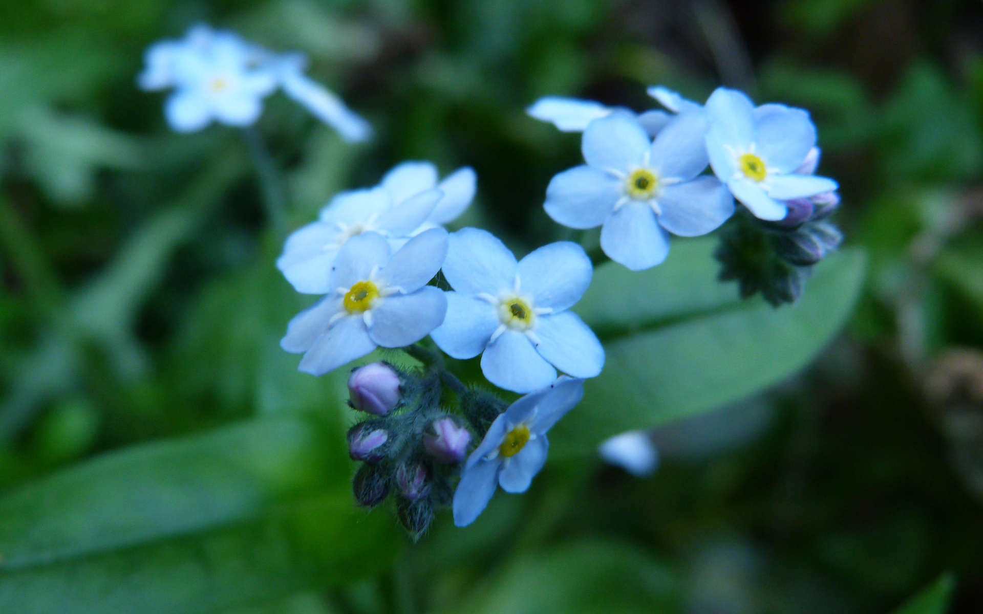 Myosotis des bois (Crédits: StephanieFalzone - Flickr)