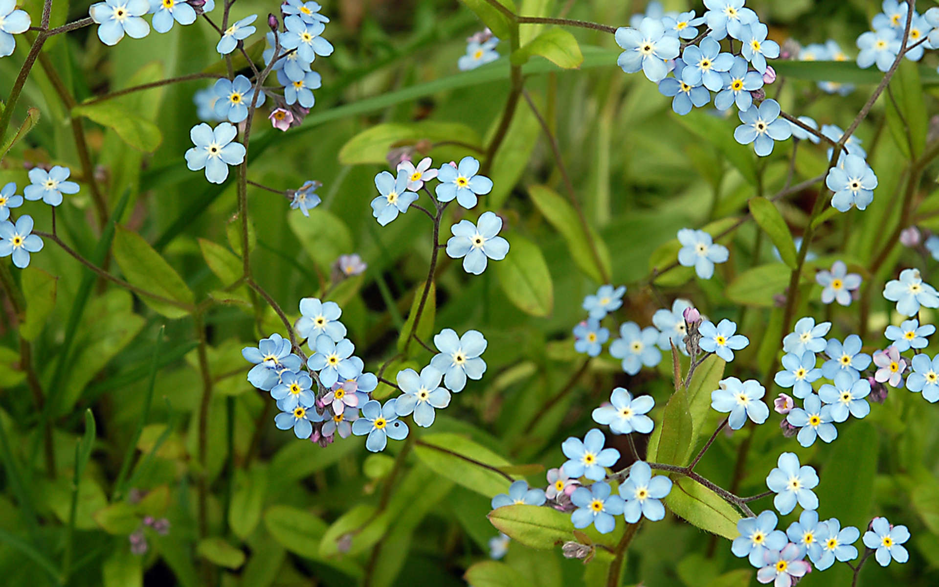 Myosotis gazonnant (Crédits: Gaétan Lefebvre - Flickr)