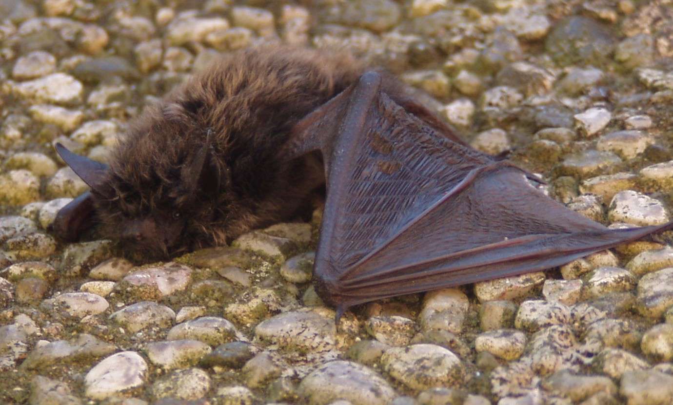 Myotis alcathoe