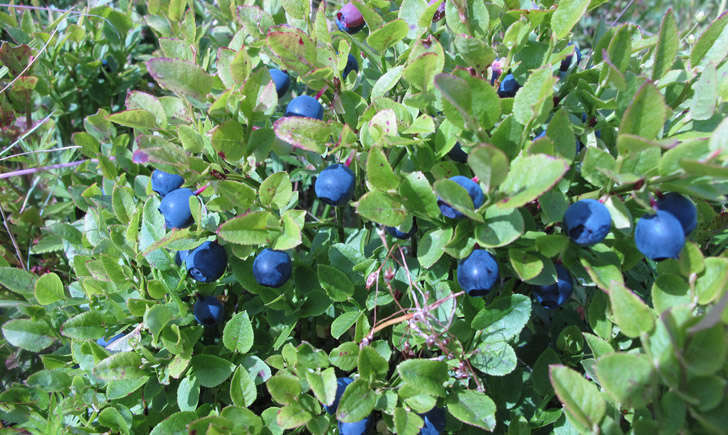 Vaccinium myrtillus