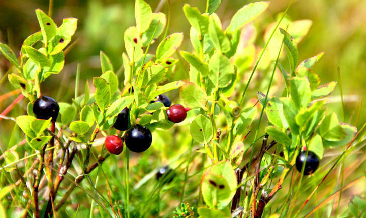 Vaccinium myrtillus