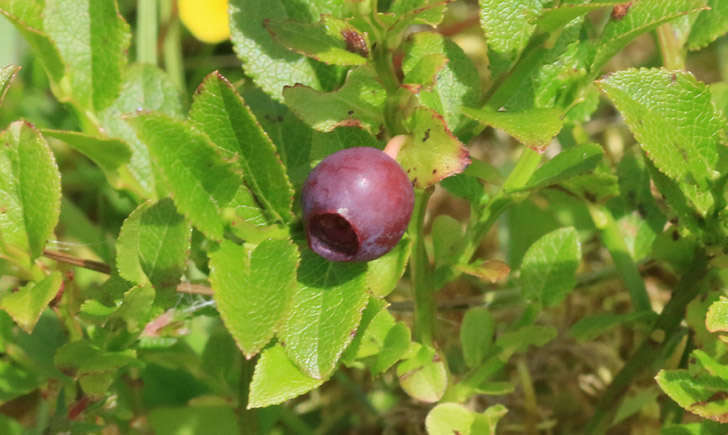 Vaccinium myrtillus