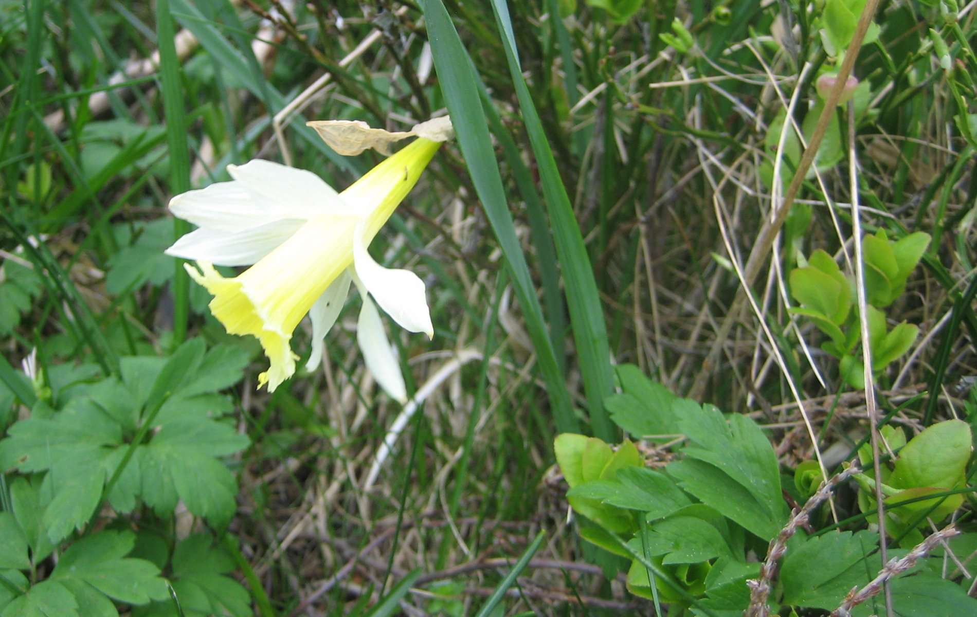 Narcisse (crédits: Evelyne Liauzun)