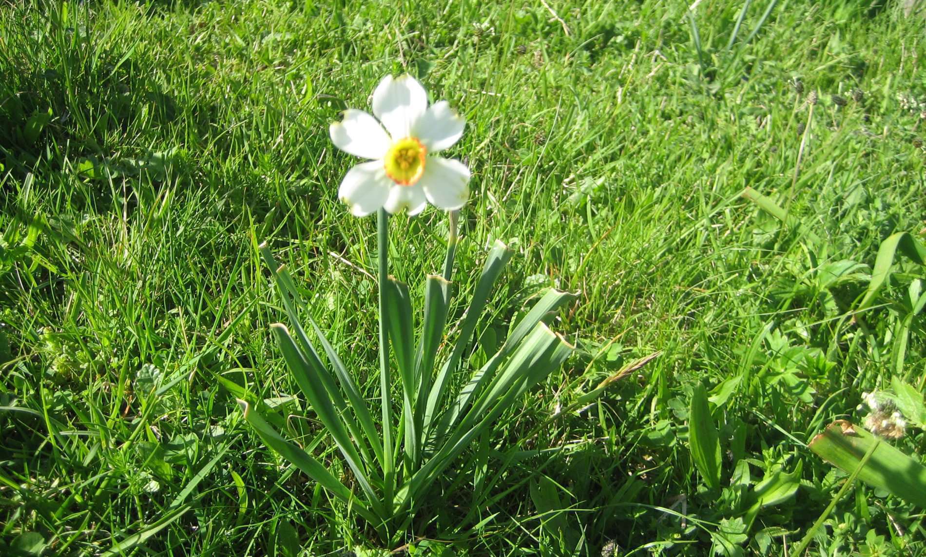 Narcisse des poètes (crédits: evelyne liauzun)