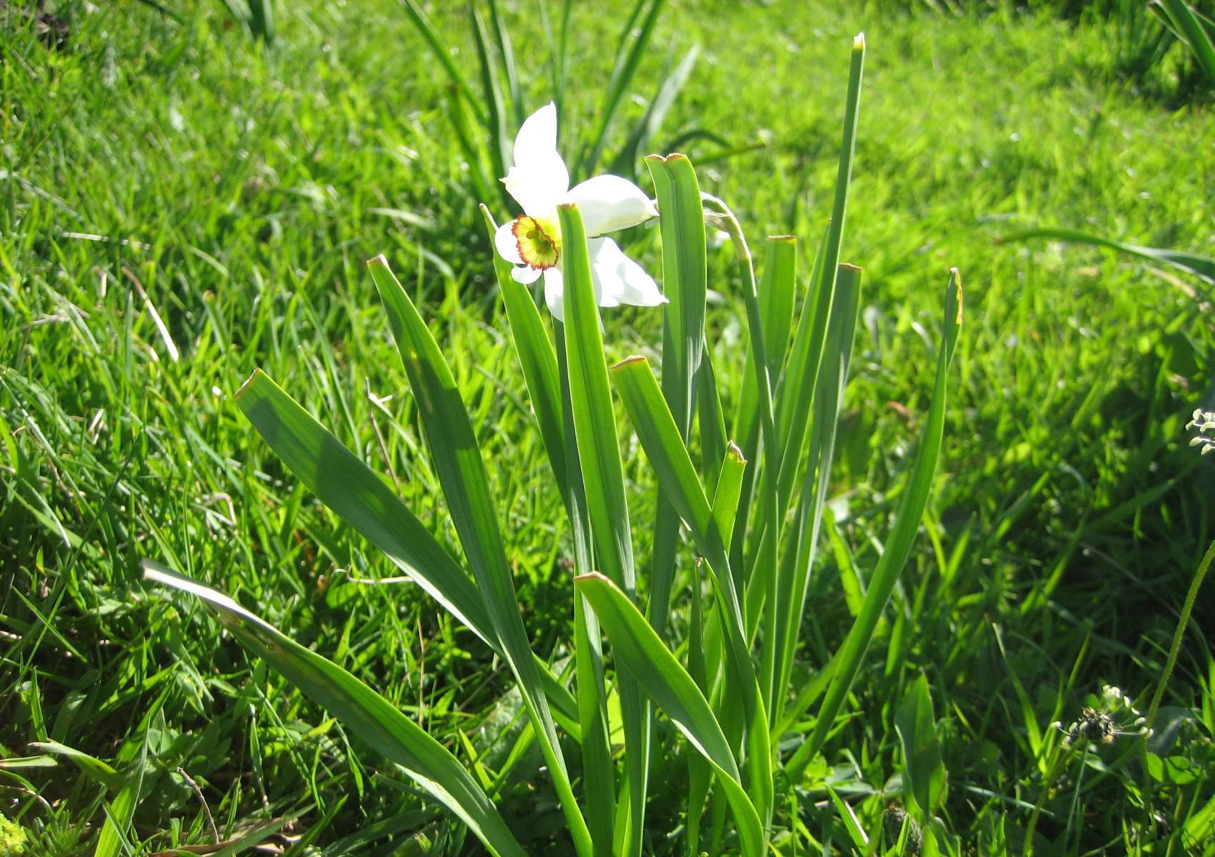 Narcisse des poètes (crédits: evelyne liauzun)