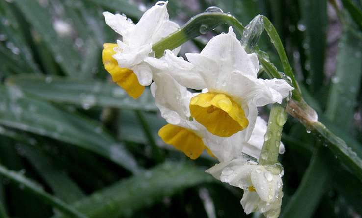 Narcisse à bouquet