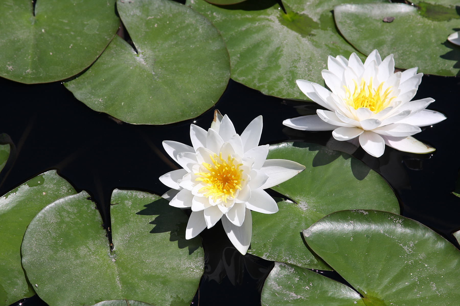 Nénuphar blanc. Crédits : Jim, the photographer - Flickr