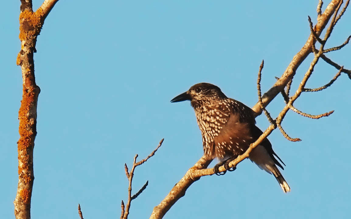 Cassenoix moucheté (Crédits :Stefan Berndtsson)