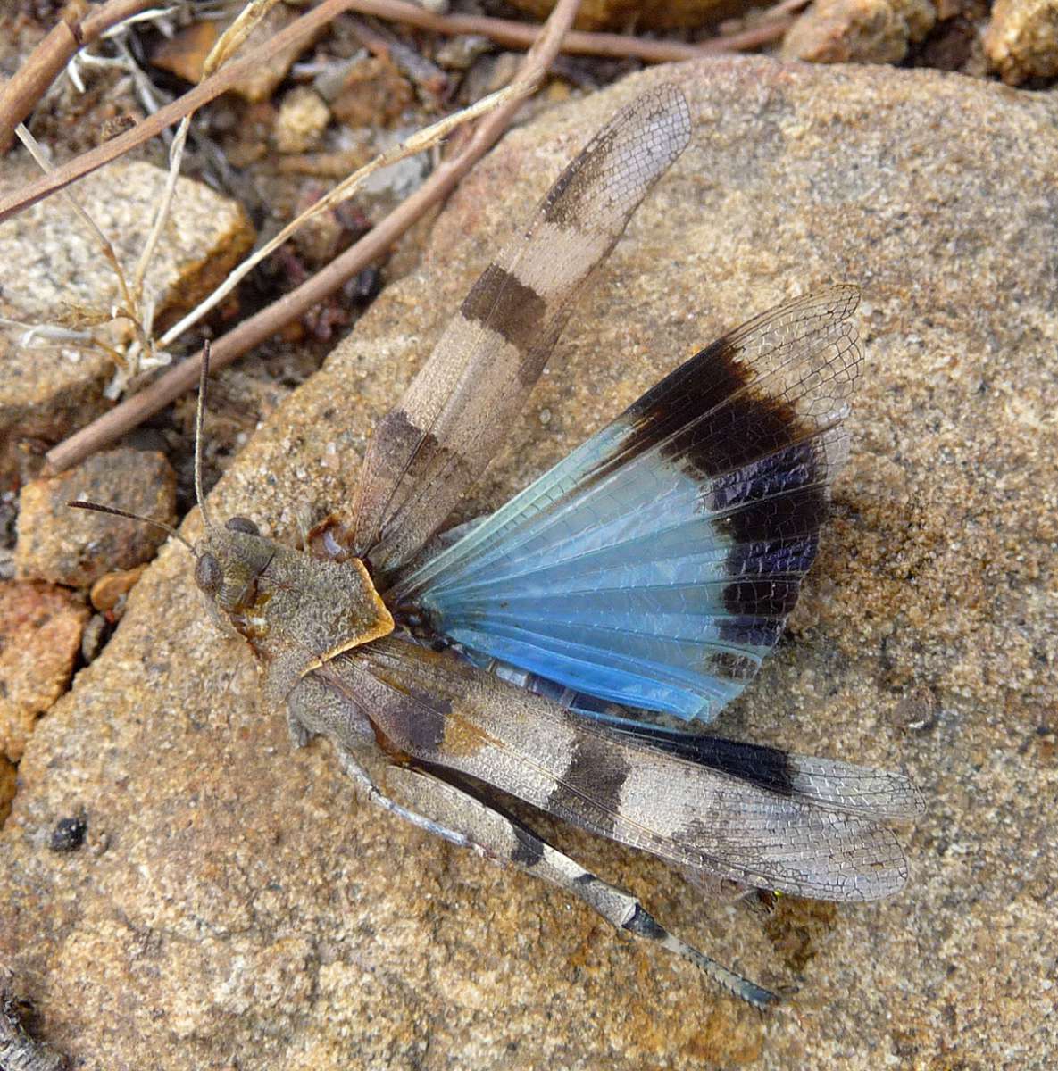 Oedipode turquoise