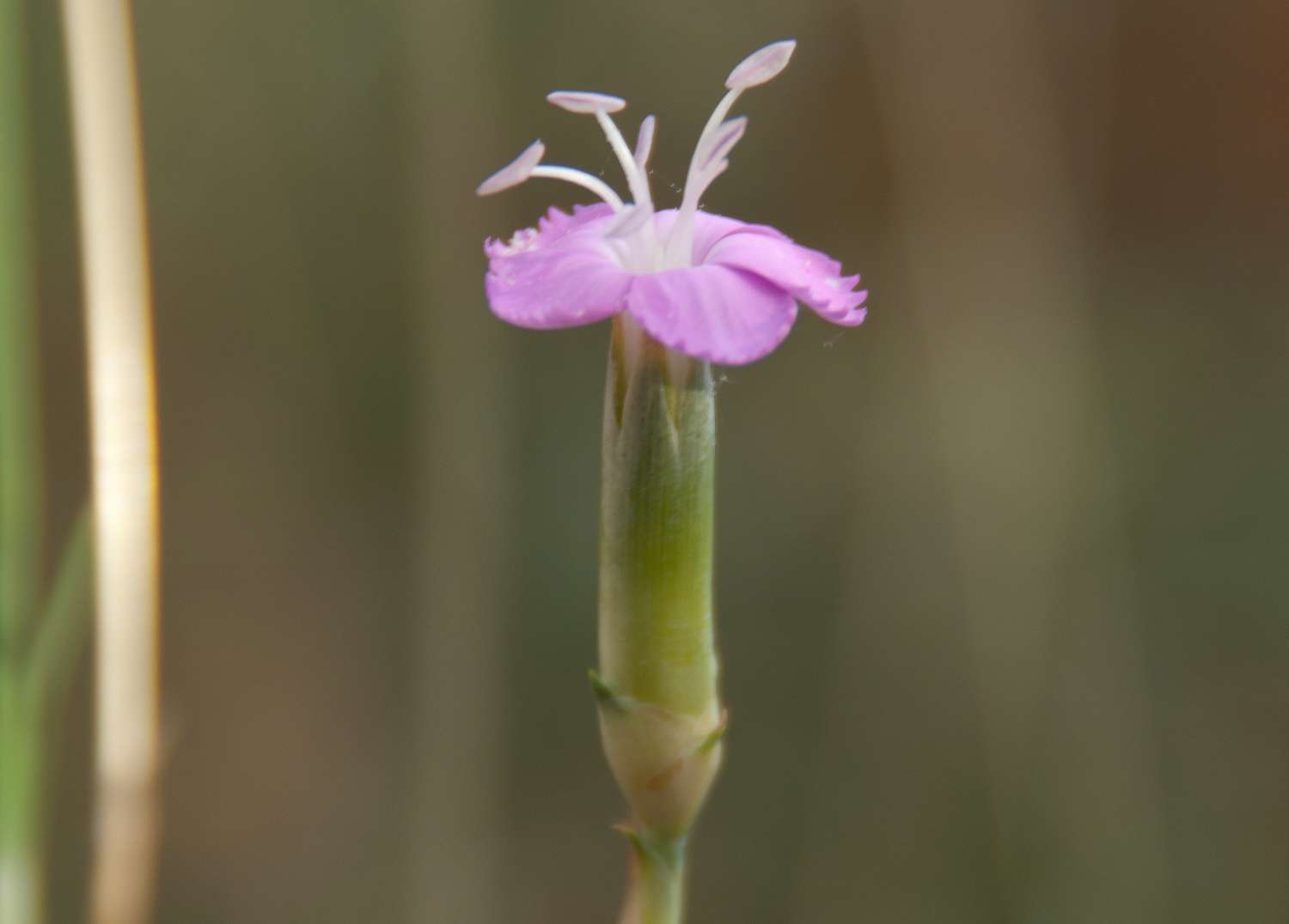 Oeillet sylvestre