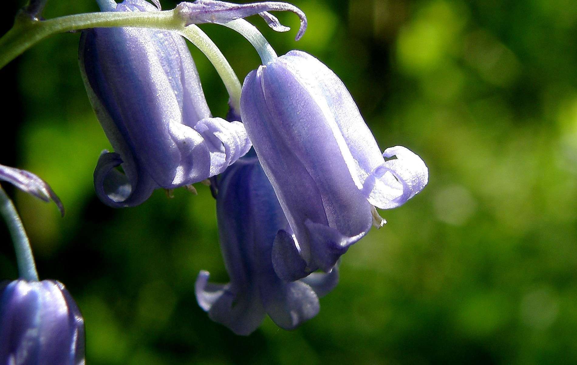 Jacinthe bleue - Crédit : Olibac