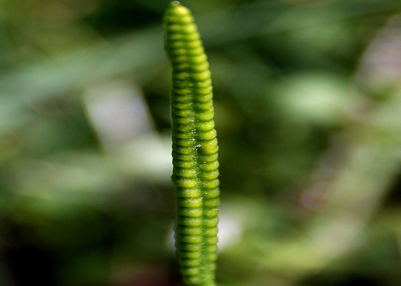 Vue de la fleur d'Ophioglossum vulgatum (© : Commons Wikimédia)