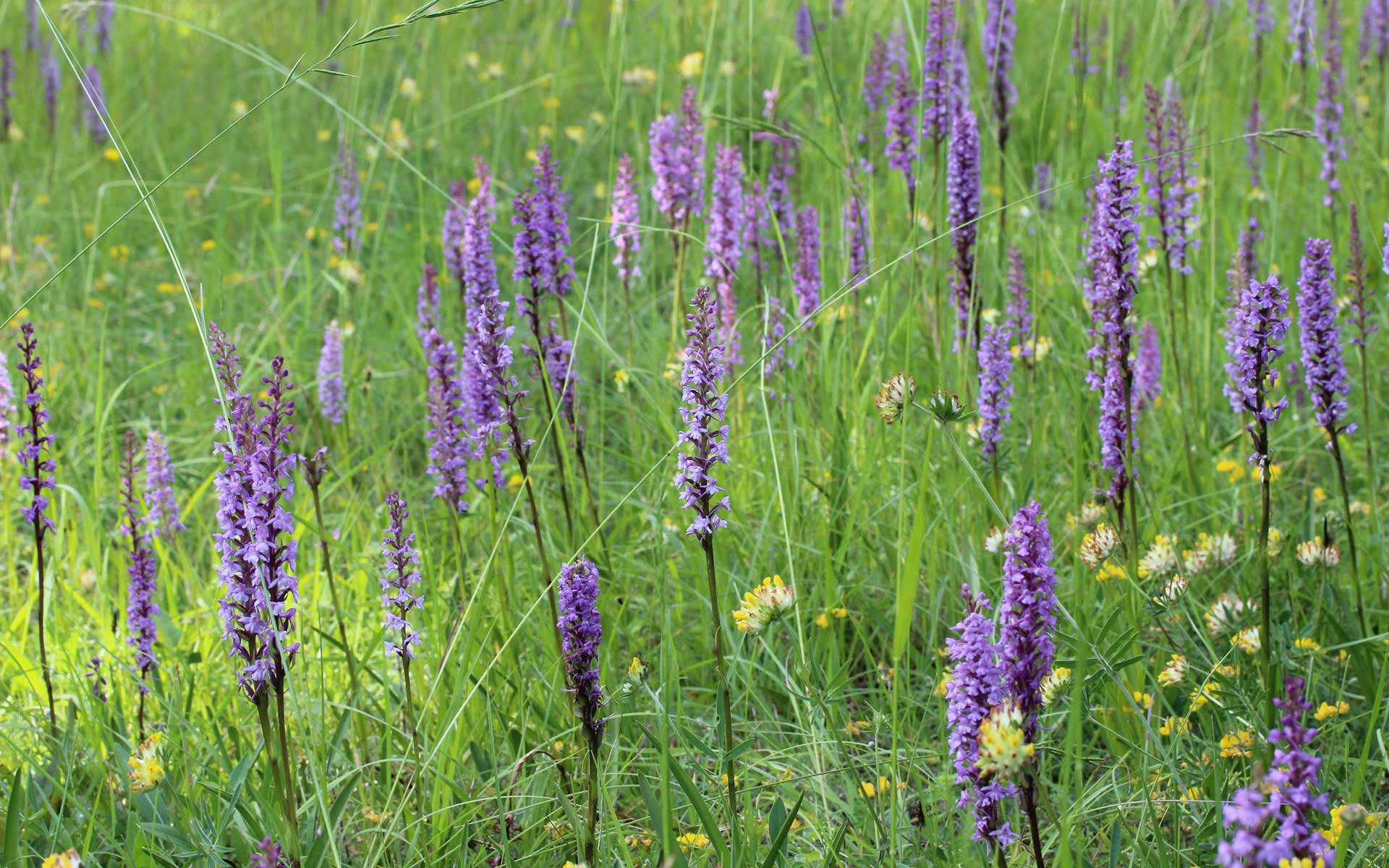 Orchis-Moucheron---Crédit-Flickr-Björn-S