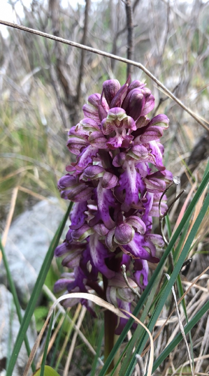 Orchis géant (Crédits : Olivier Rovellotti)