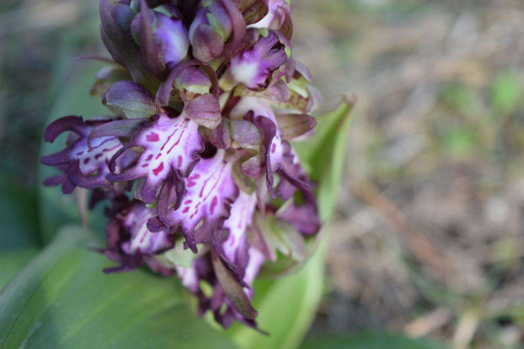 Orchis géant - (Crédit: Sabine Meneut)