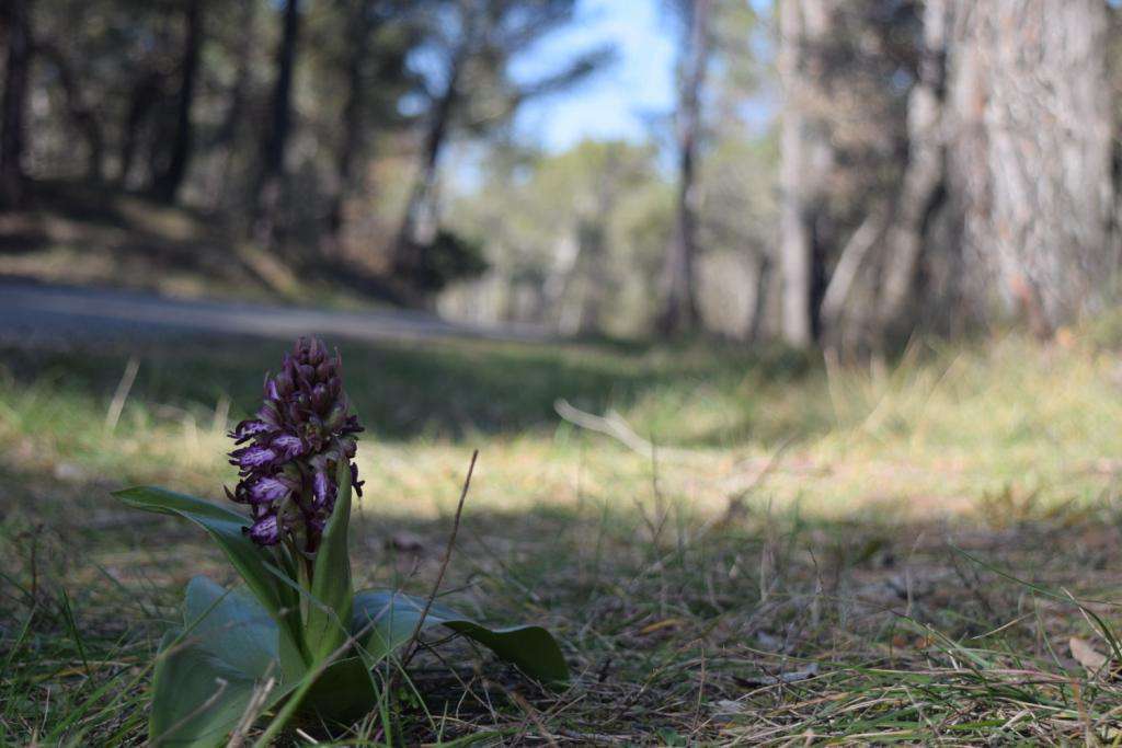 Orchis géant - (Crédit: Sabine Meneut)