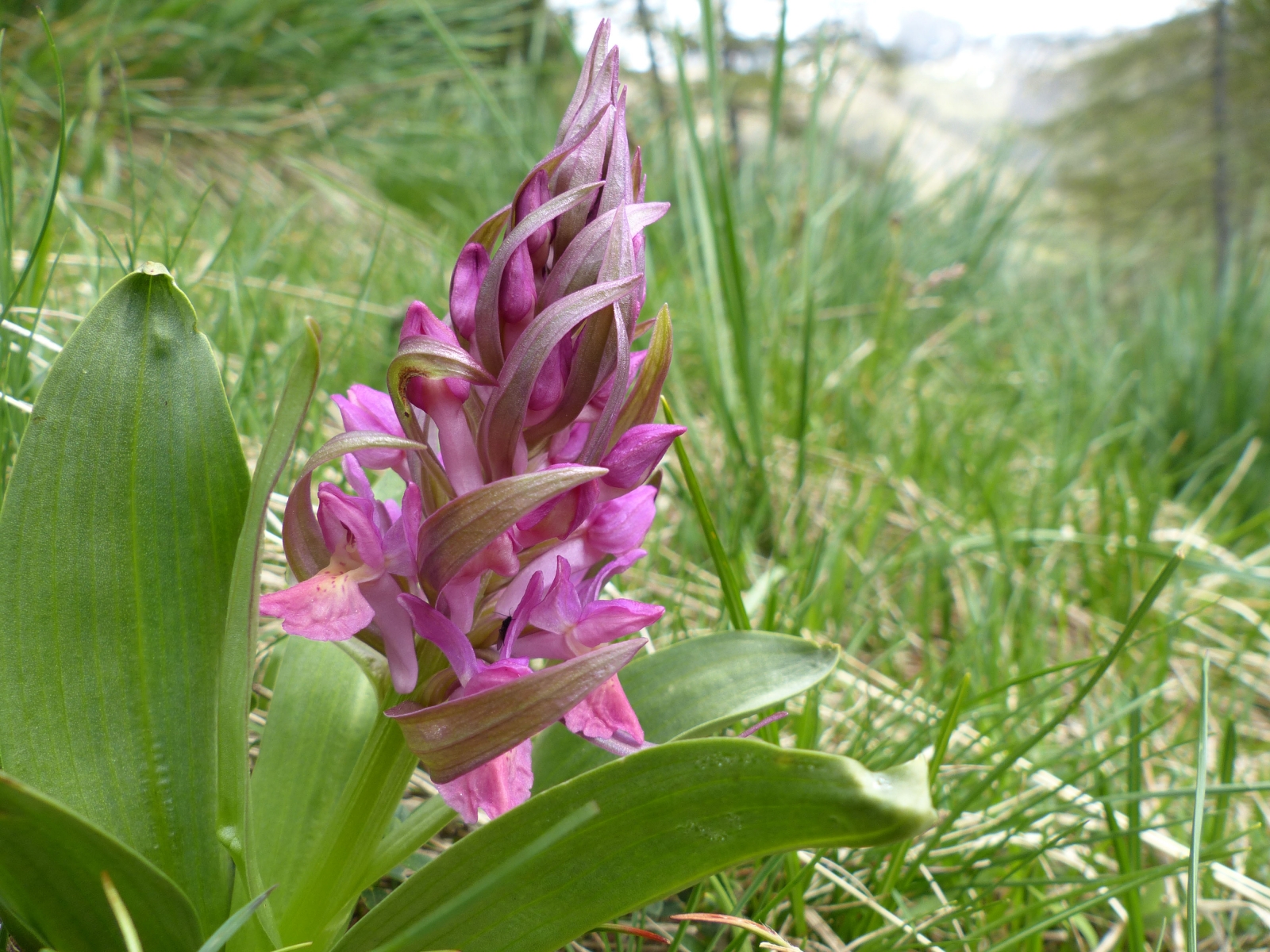 Orchis sureau Crédits Gilles Bassière