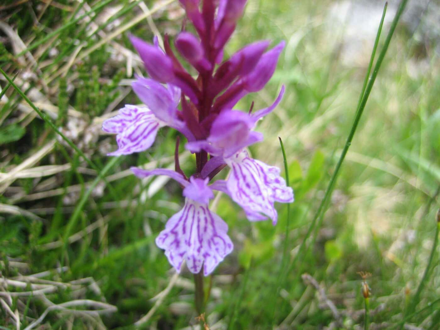 Orchis tacheté (crédits: evelyne Liauzun)