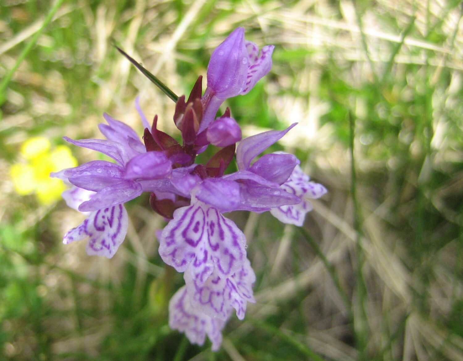 Orchis tacheté (crédits: evelyne Liauzun)