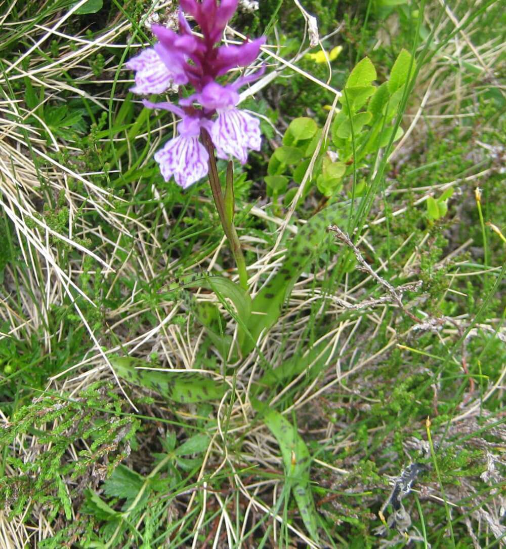 Orchis tacheté (crédits: evelyne Liauzun)