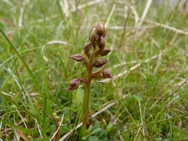 Orchis vert Crédits Odd Vellies