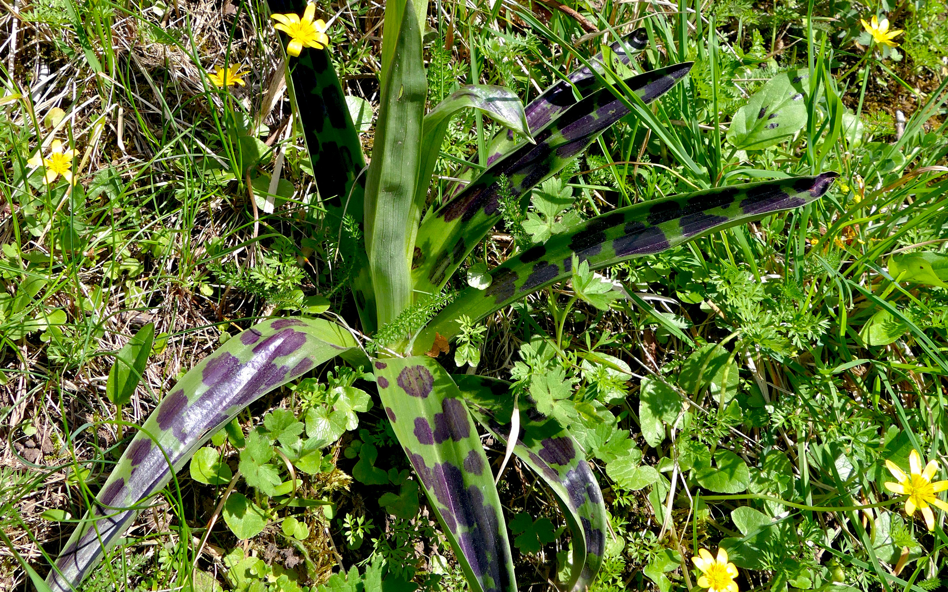 Orchis mâle. Crédit : Bernard Dupont - Flickr