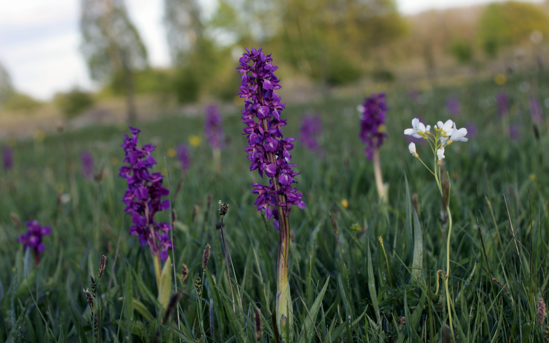 Orchis mâle. Crédit : Björn S - Flickr