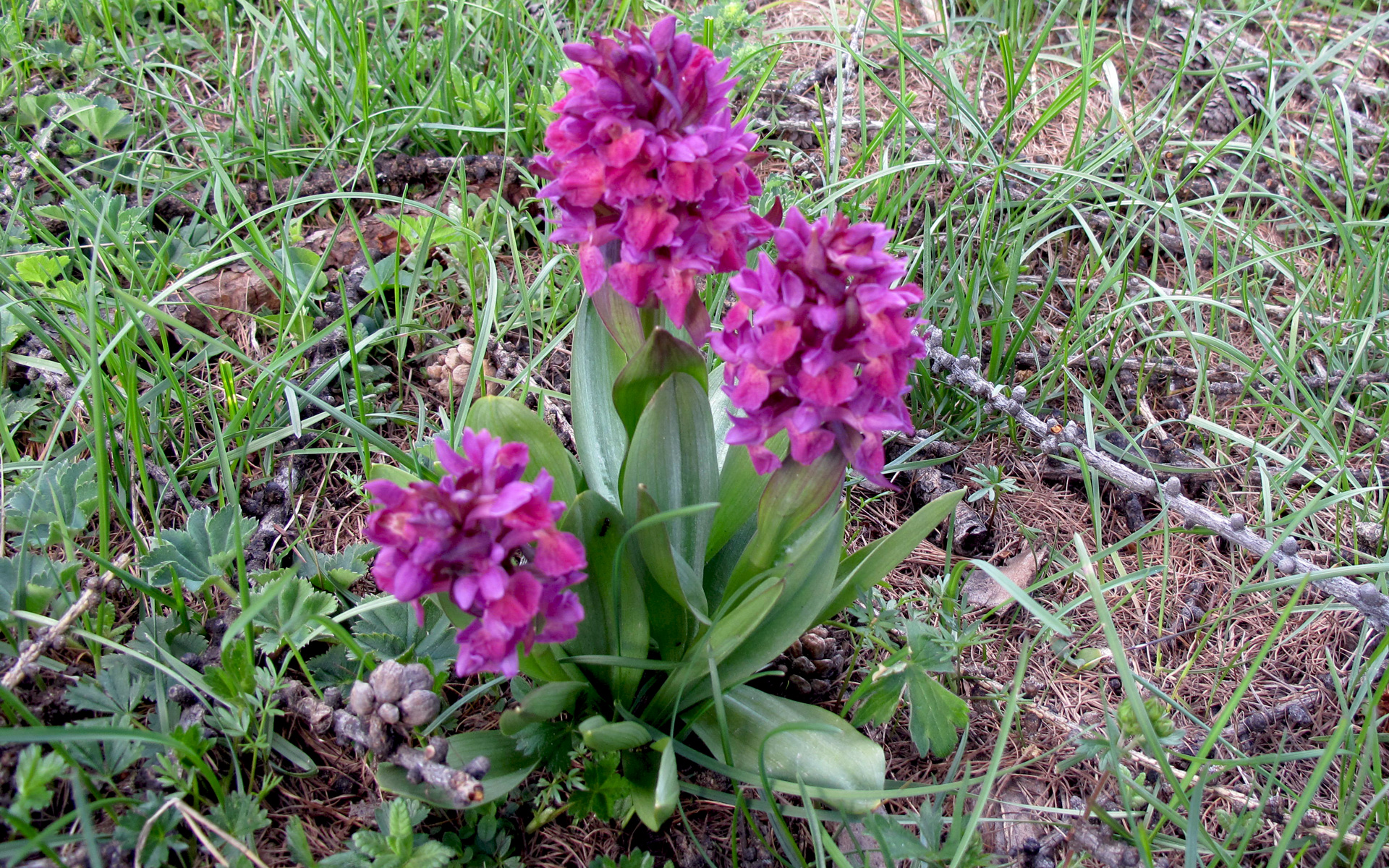 Orchis mâle. Crédit : Olive Titus - Flickr