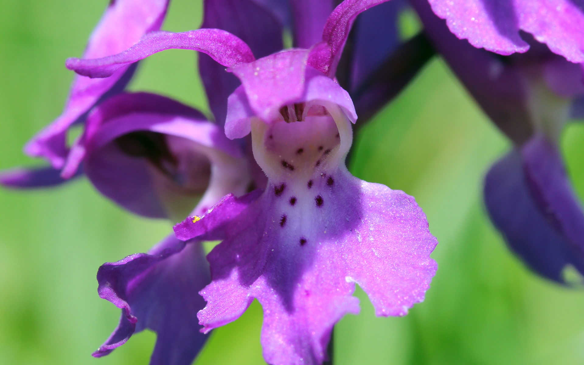 Orchis mâle. Crédit : Björn S - Flickr