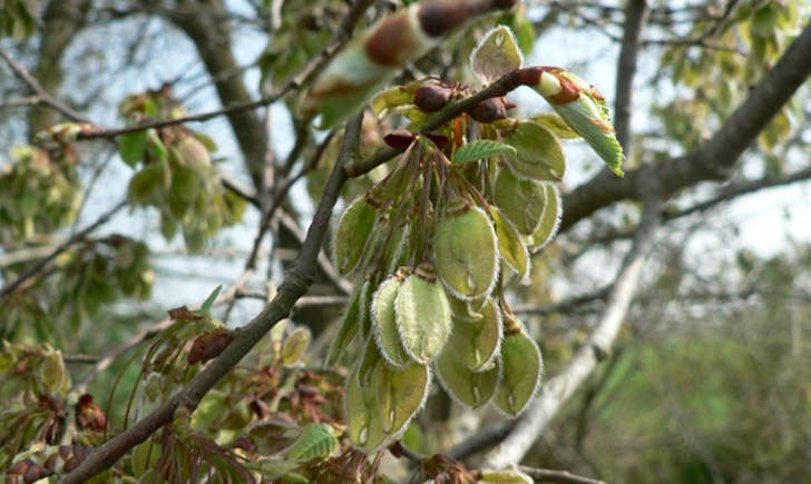 Orme (crédit: Mathieu.MENAND - Tela Botanica)