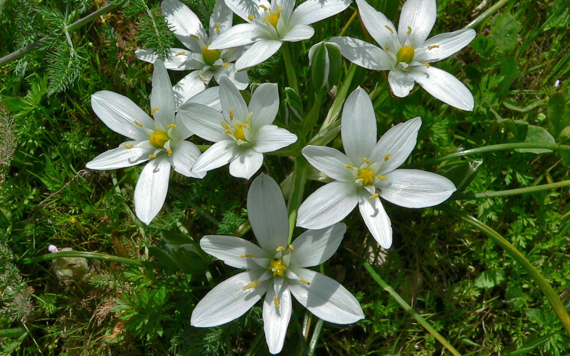 Ornithogale-à-feuille-étroite---credit-Bernard-DUPONT