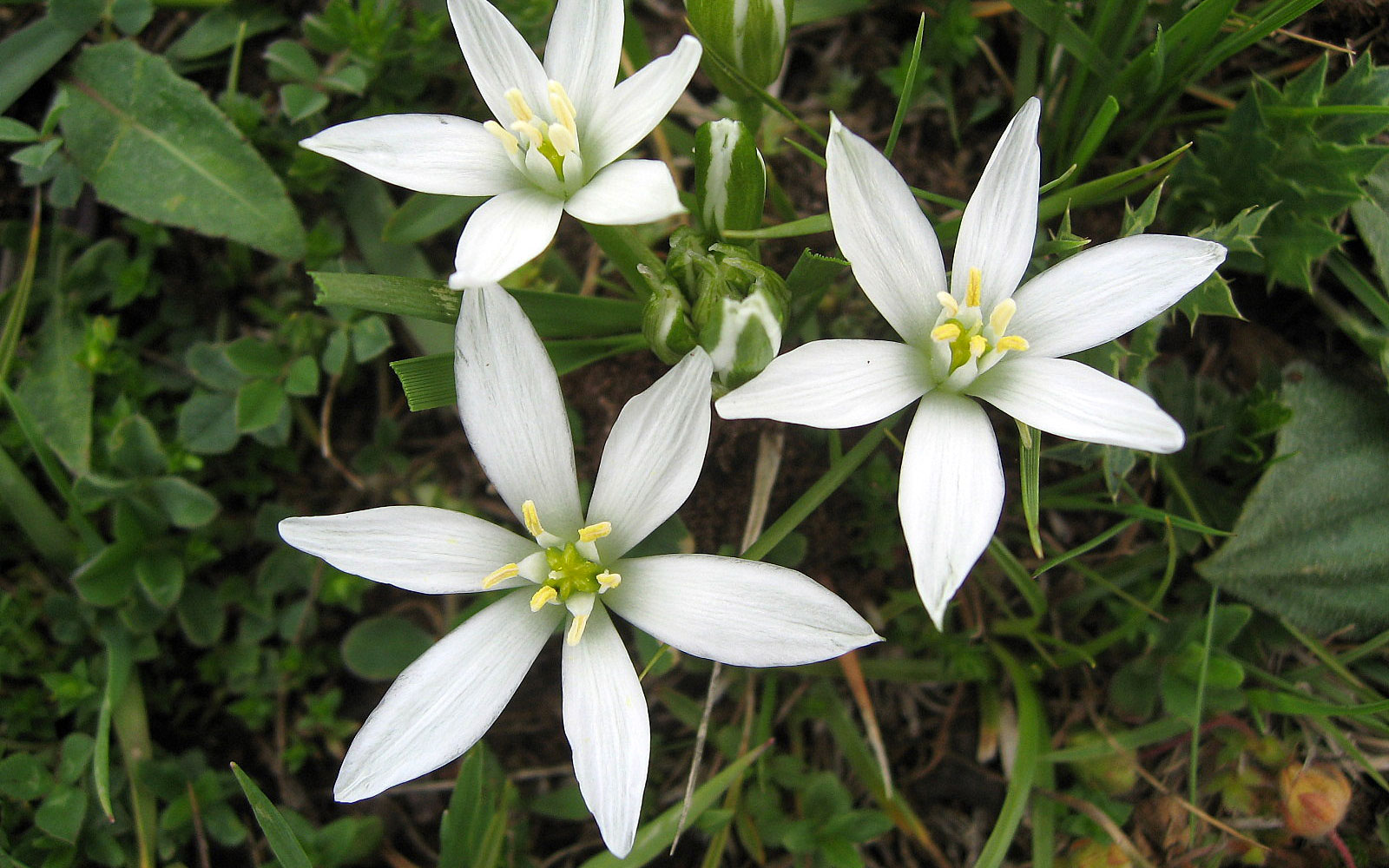 Ornithogale-à-feuille-étroite---crédit-Joan-Simon