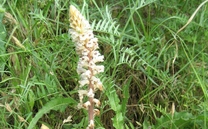 Orobanche-picridis---credit-Maarten-Sepp-Flickr 