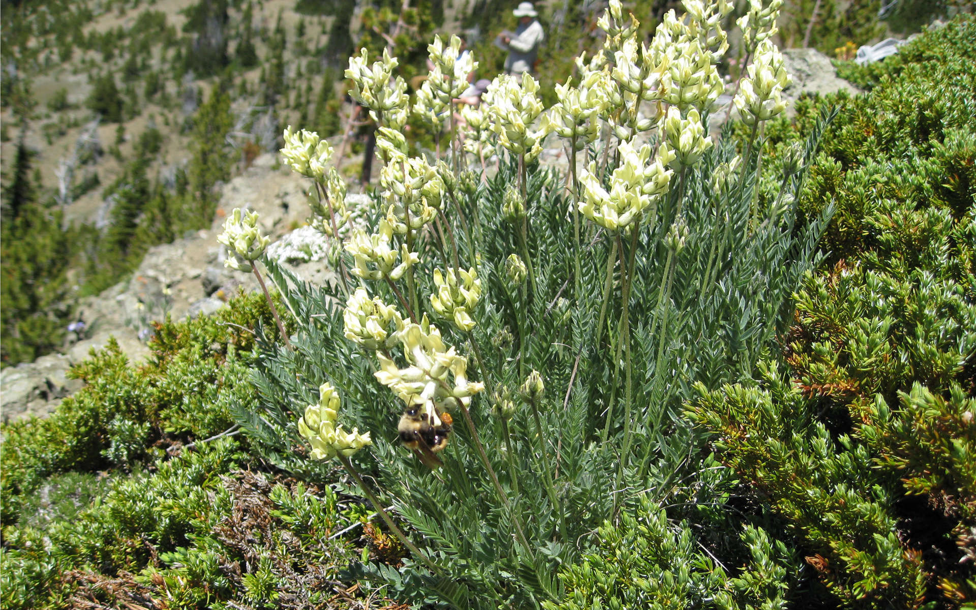 Oxytropis des Alpes (Crédits: brewbooks - Flickr)