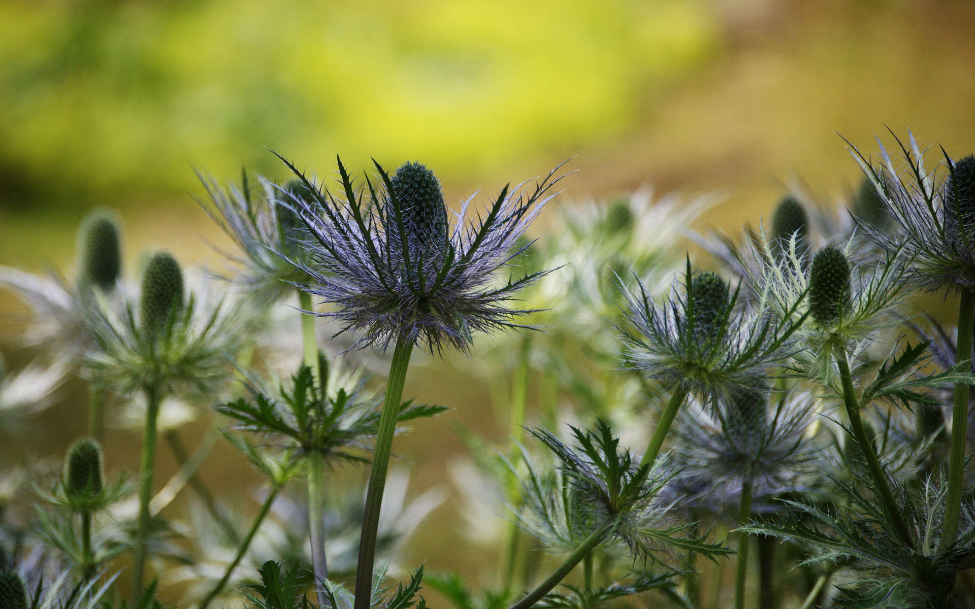 Panicaut bleu des Alpes (Crédits: Antonietta - Flickr)