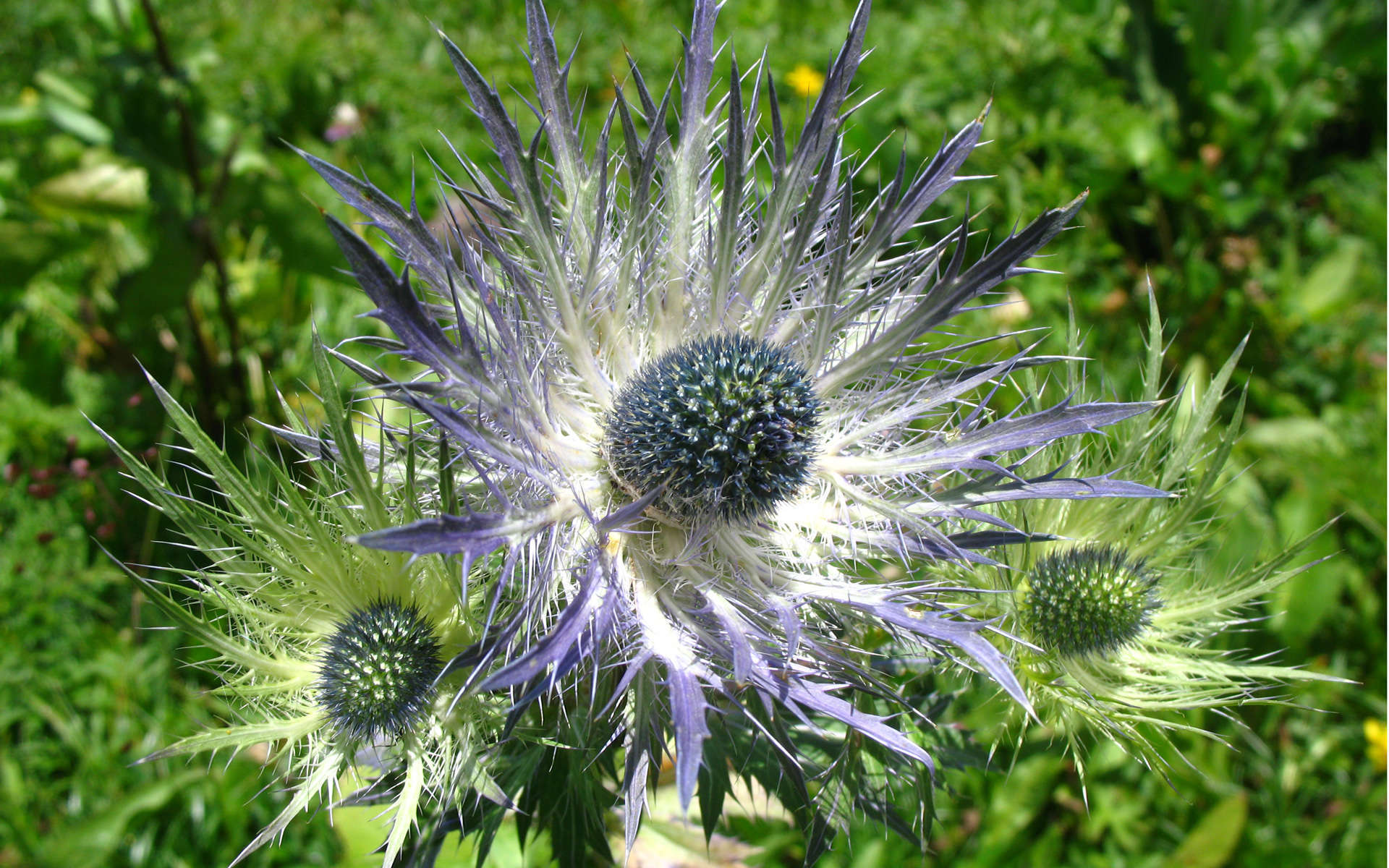 Panicaut bleu des Alpes (Crédits: thisisbossi - Flickr)