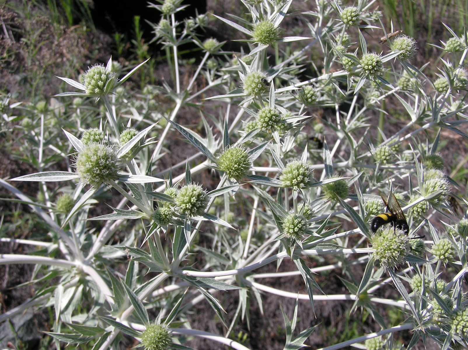 Panicaut champêtre en fleur (Crédit : Le loup blanc)