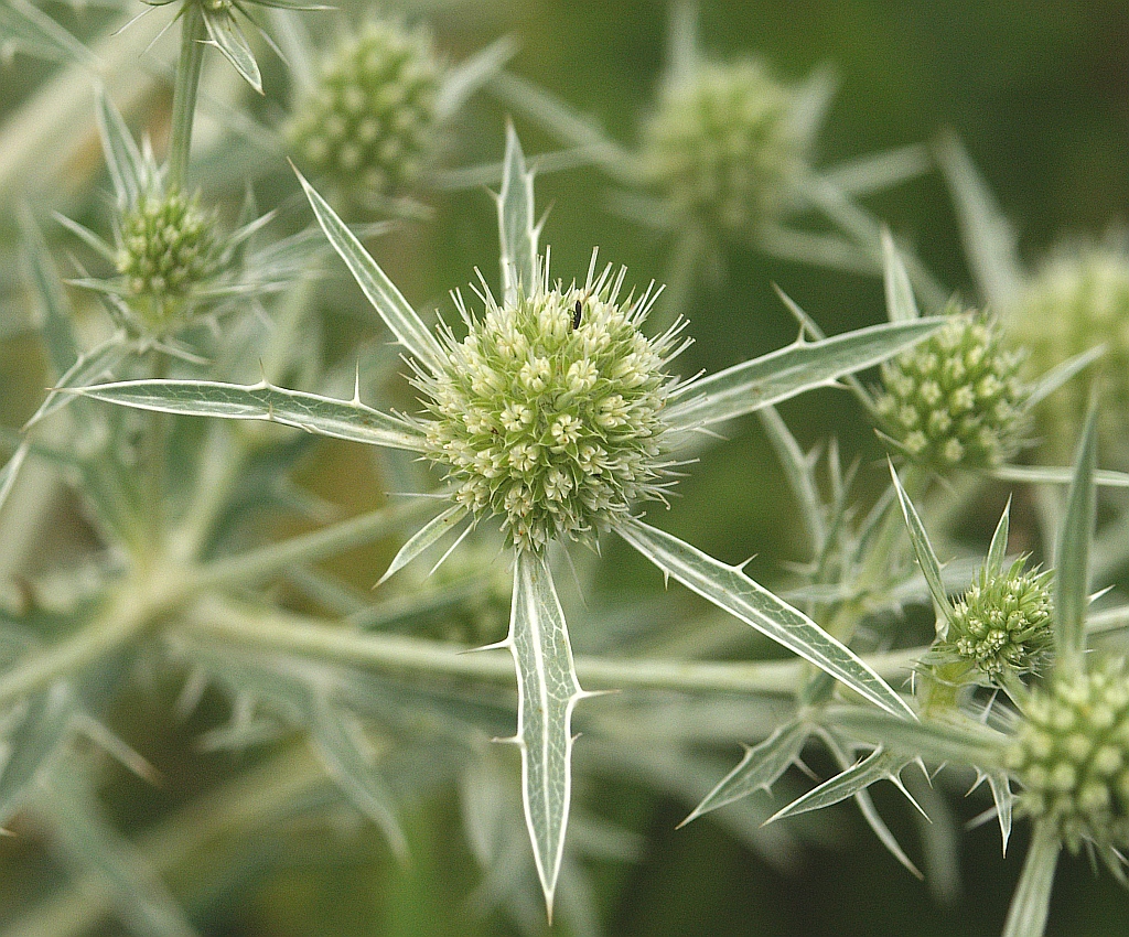 Panicaut champêtre en fleur (Crédit : Bern Haynold)