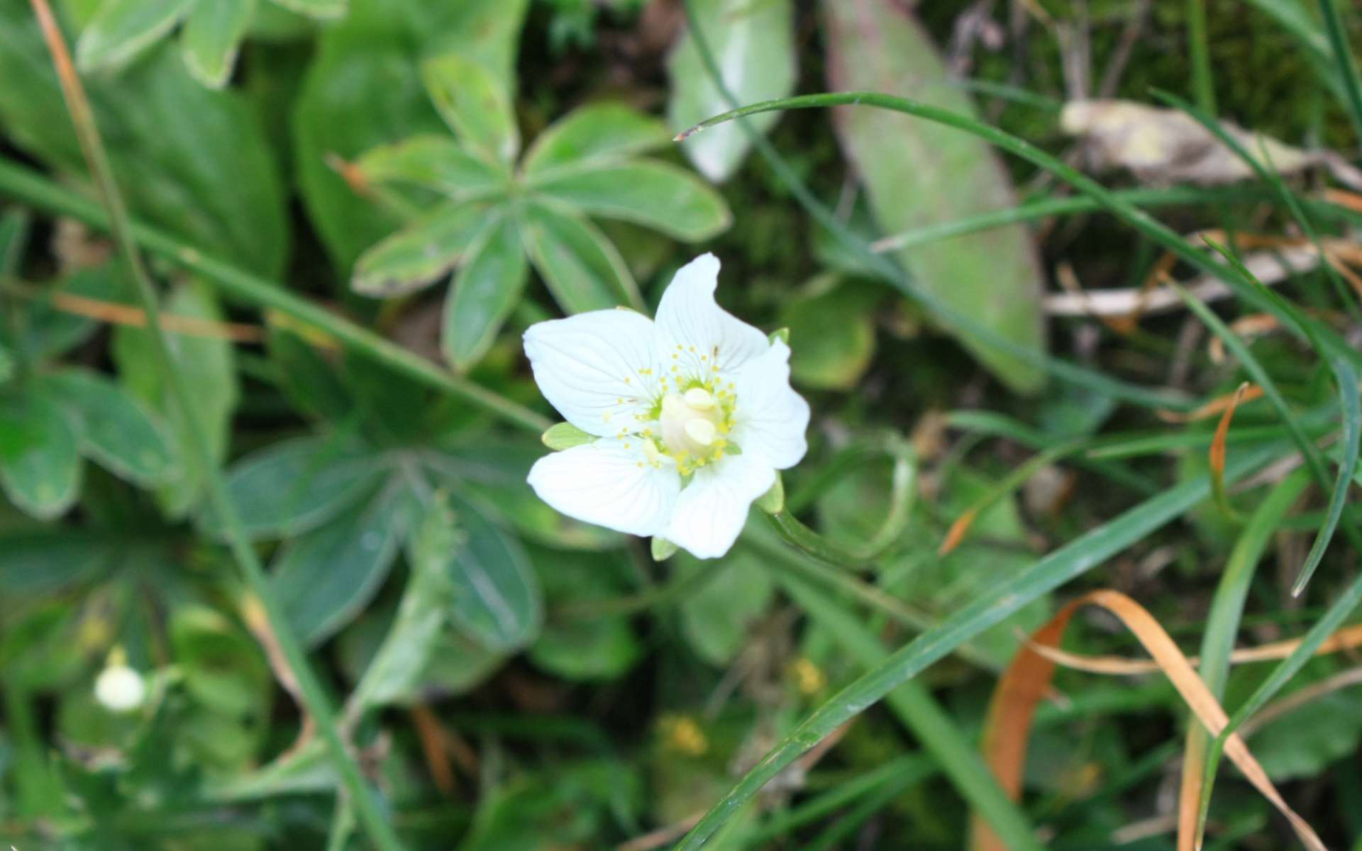 Parnassie des marais - fleur (Crédits : Cyril Gautreau)