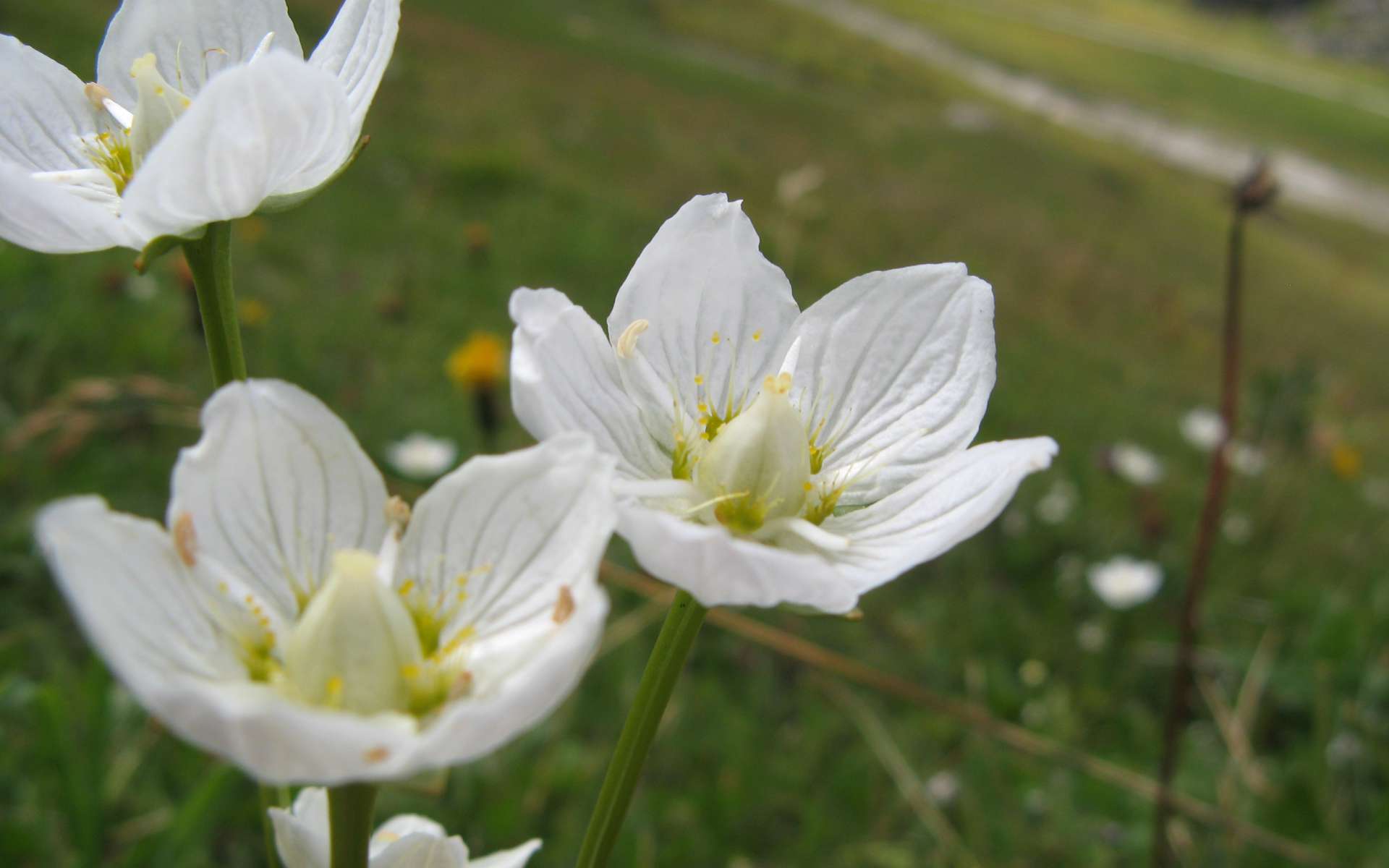 Parnassie des marais - fleurs (Crédits : Léa Charbonnier)