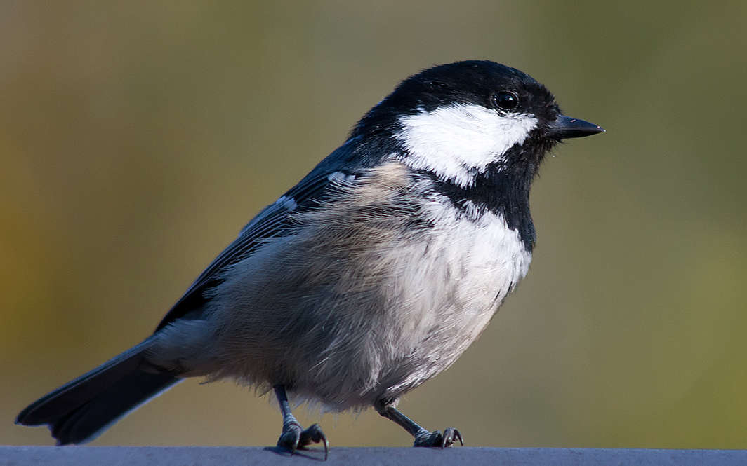 Mésange noire (Crédits : Tomi Tapio K - Flickr)