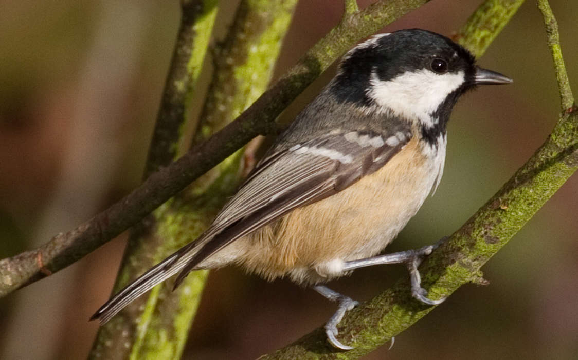 Mésange noire (Crédits : Tony Hisgett)