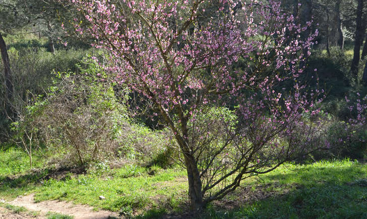 Pêcher (Crédits : Lugdivine BORELLO)