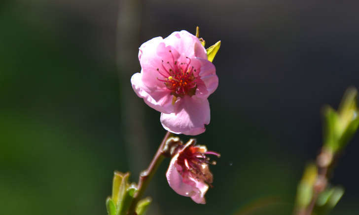 Pêcher (Crédits : Lugdivine BORELLO)