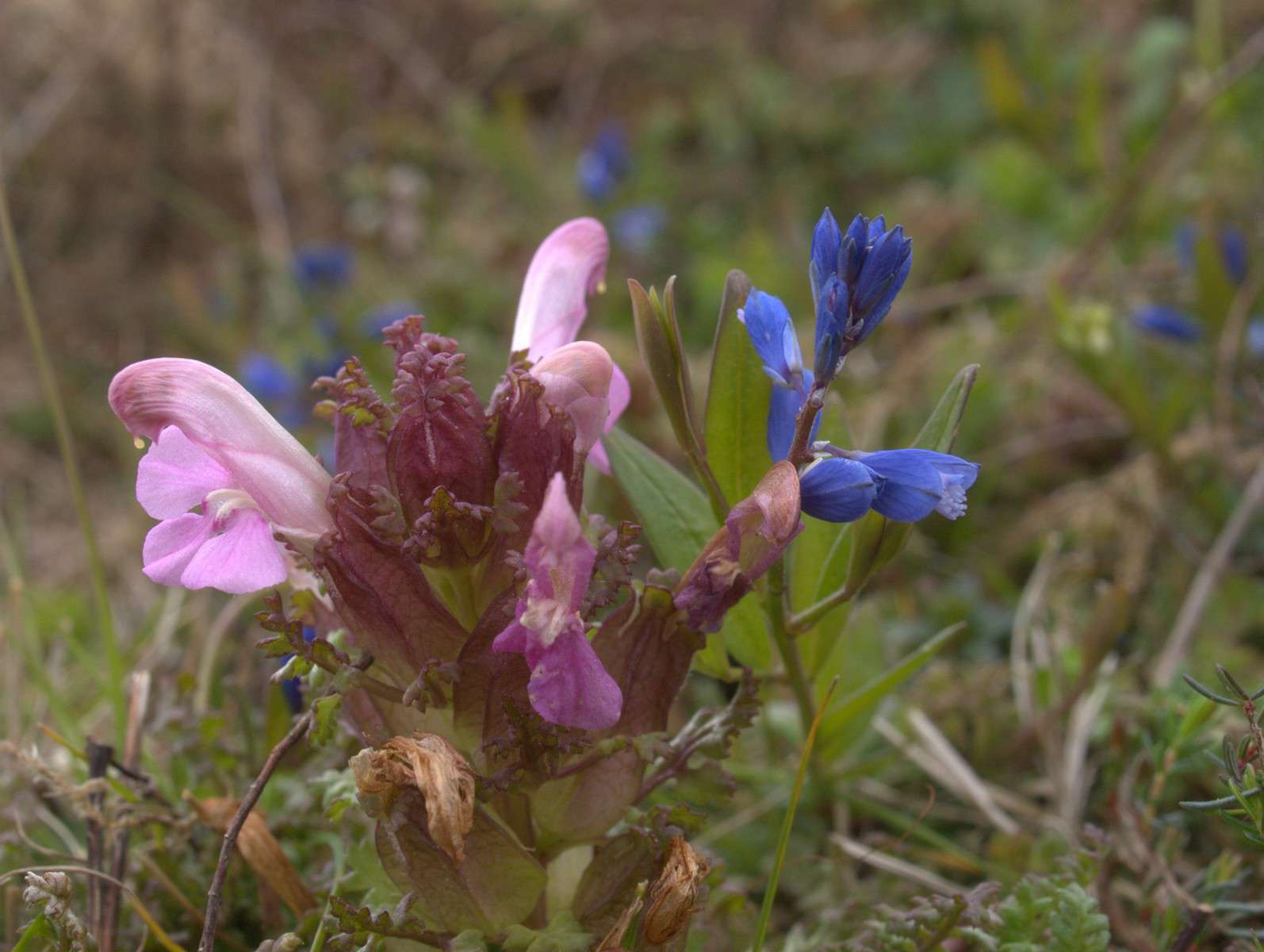 Pédiculaire des bois - (Crédits : photothèque Bretagne Vivante)