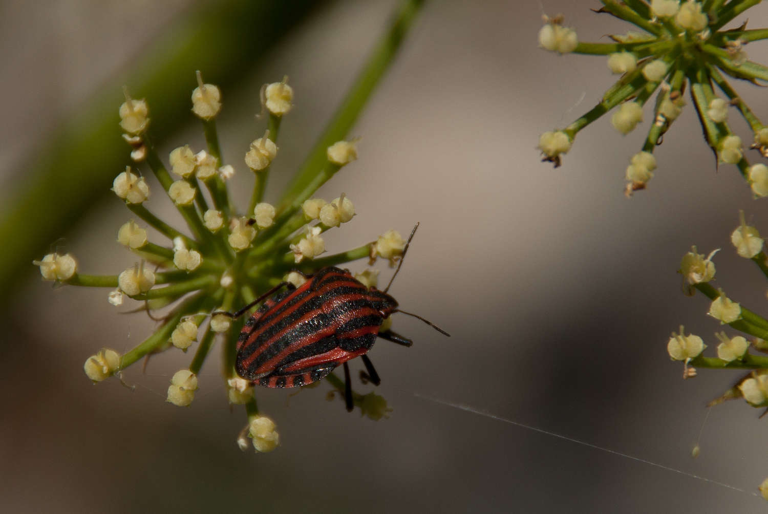 Pentatome rayé