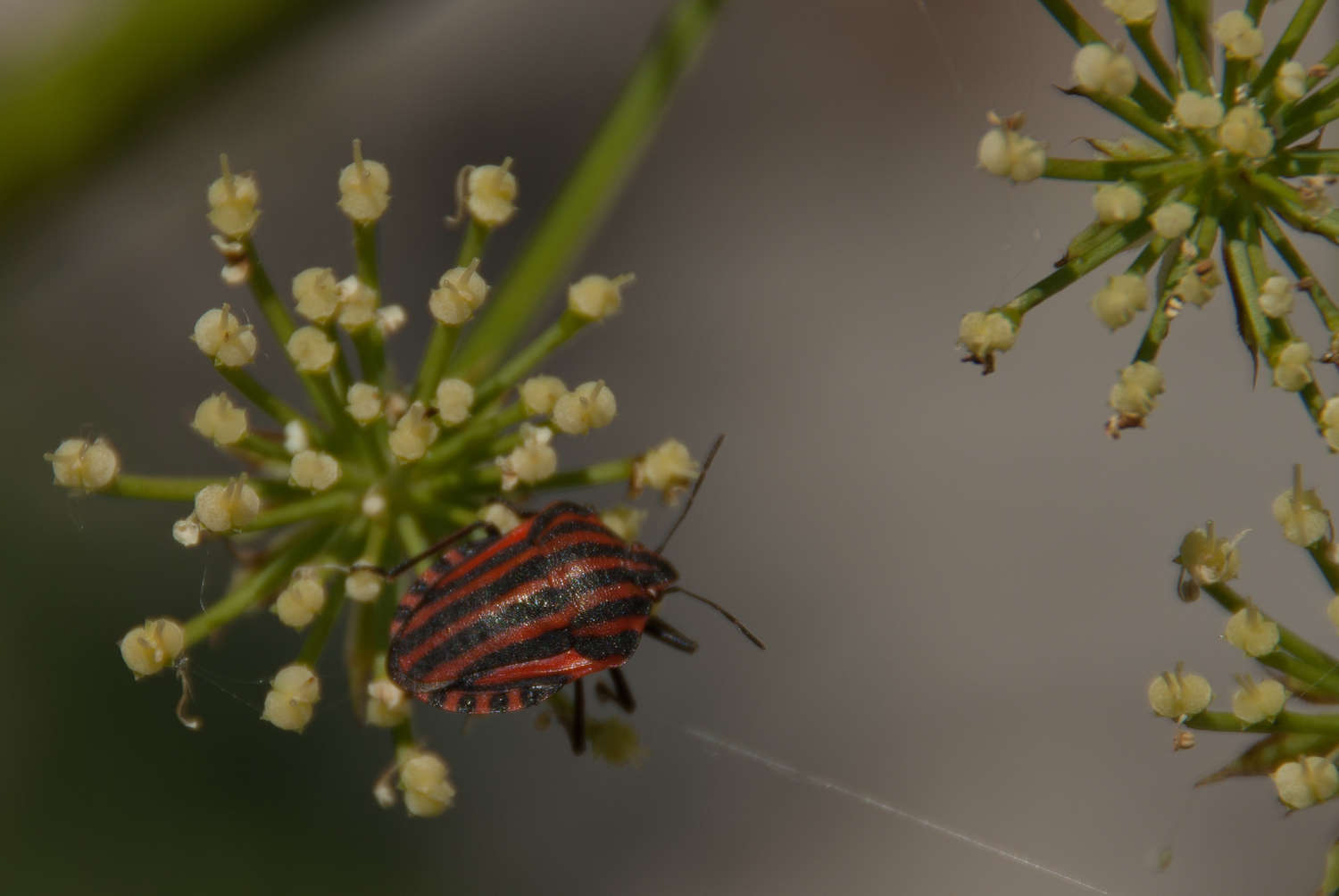 Pentatome rayé