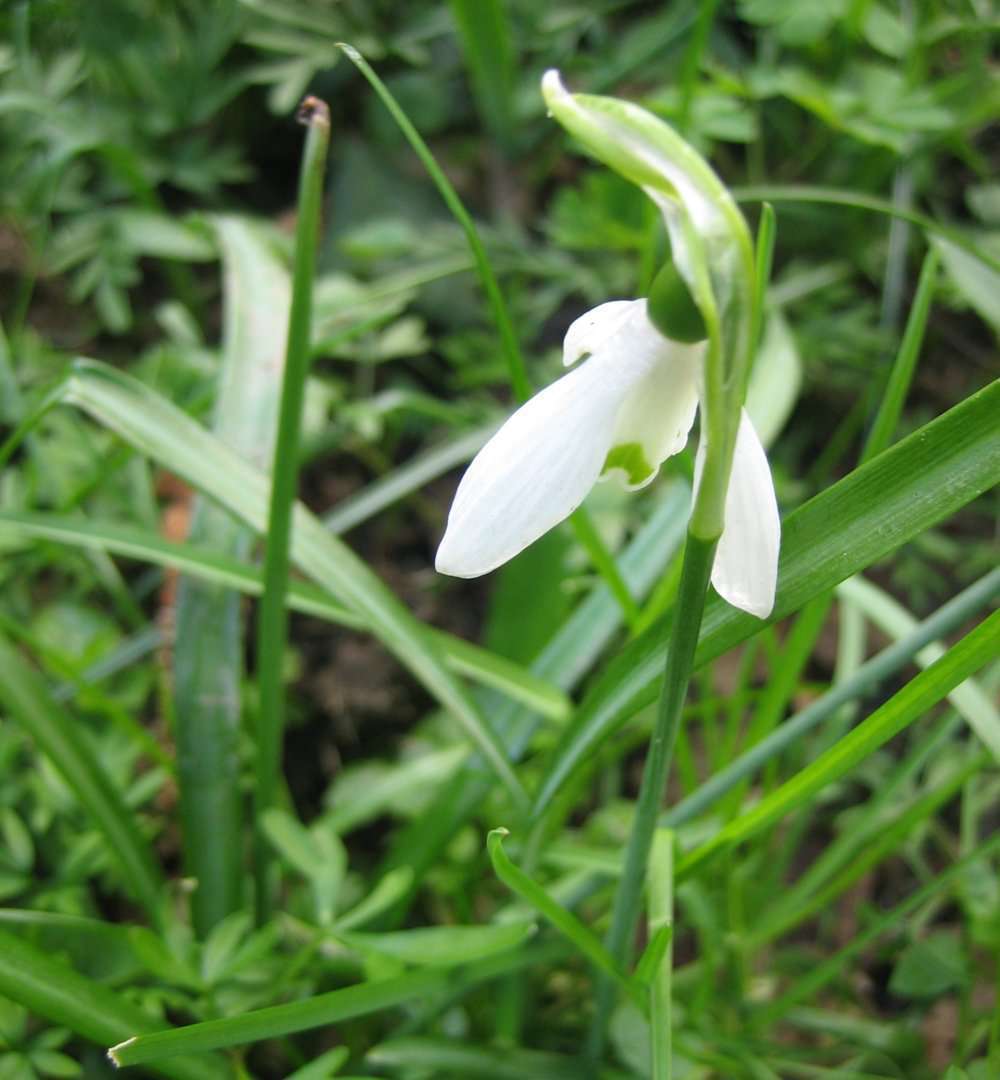 perce-neige (crédits: evelyne Liauzun)