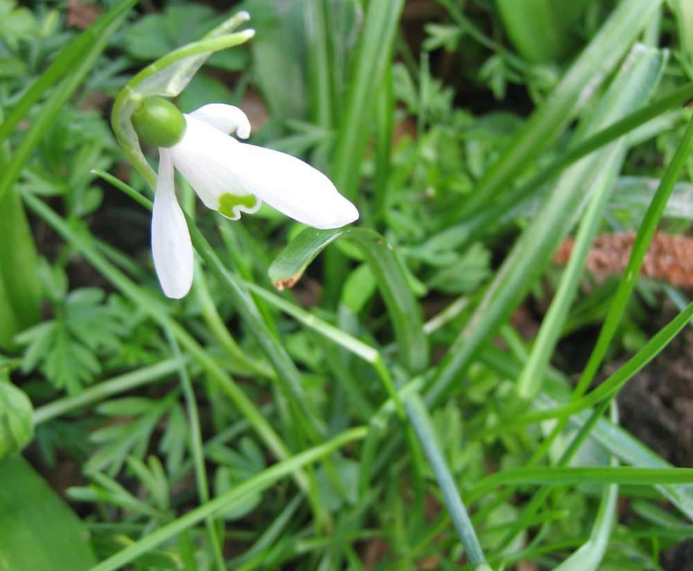 perce-neige (crédits: evelyne Liauzun)